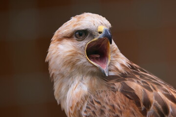 Adlerbussard Portait - Buteo rufinus