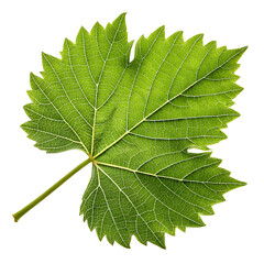 Fresh Single Green Grape Leaf Isolated on White Background