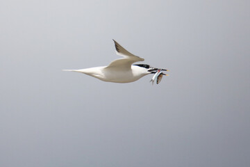 Stern flying with a small fish in the beak