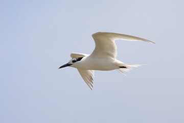 Isolated flying tern in french Brittany