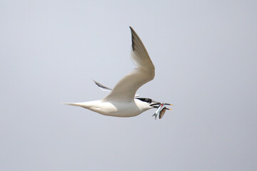 Stern flying with a small fish in the beak