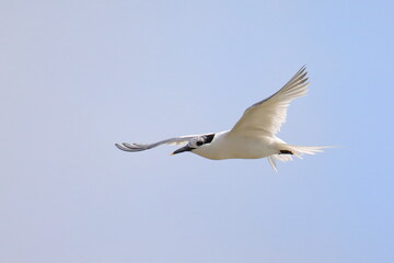 Isolated flying tern in french Brittany