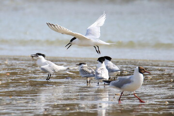 Group of wild terns at the coast