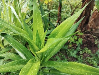 Suji plant or Dracaena angustifolia with raindrops in outdoor garden, Close up view 