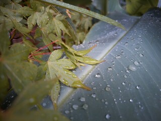 Tiny Dwarf Maple Leaves Resting on Wet Banana Leaf
