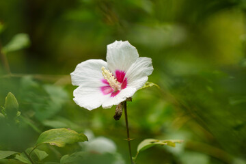 雨上がりの白いムクゲの花