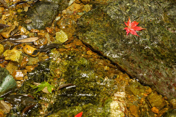 水辺の岩の上に落ちた真っ赤なモミジ