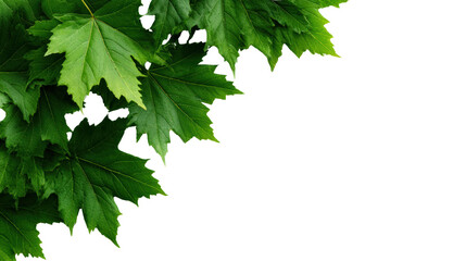 Fototapeta premium Vibrant green leaves against a white isolate background for design and decoration.