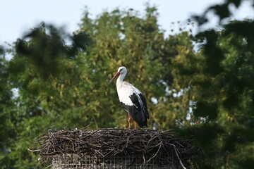 tiergaren straubing