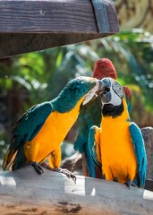 Playful Blue-and-Yellow Macaws Interacting in Tropical Habitat