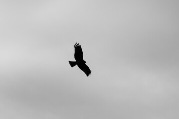 Silhouette of a hawk soaring in a cloudy sky