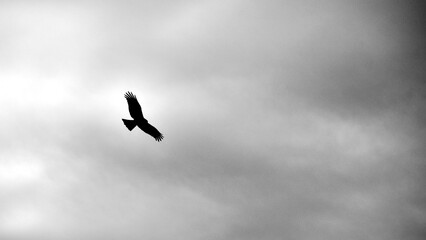 Silhouette of a hawk soaring in a cloudy sky