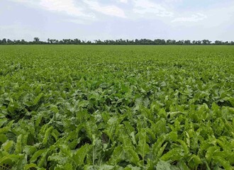 Sugar beets in the field. Their large green leaves grow densely, creating a thick carpet over the black soil. The plants look healthy, promising a good harvest