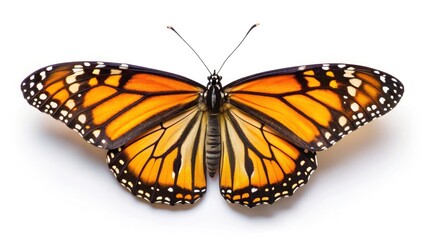 Fototapeta premium Monarch butterfly, Danaus plexippus, detailed top-down shot on milkweed.
