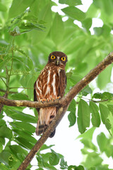 神社の鎮守の森や身近な公園でも見られる人気のあるかわいらしいフクロウの仲間、アオバズク