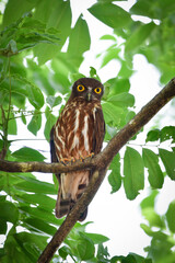 神社の鎮守の森や身近な公園でも見られる人気のあるかわいらしいフクロウの仲間、アオバズク