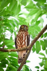 神社の鎮守の森や身近な公園でも見られる人気のあるかわいらしいフクロウの仲間、アオバズク