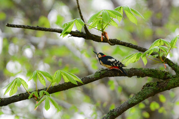 初夏の高原で出会える赤と白黒の美しいキツツキの仲間、アカゲラ