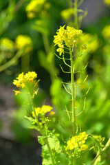 東谷山フルーツパーク　菜の花　Togokusan Fruits Park Canola flowers
