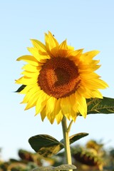 Bright sunflower in full bloom.