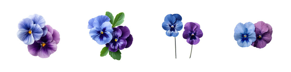 Obraz premium Blue And Purple Pansy Flowers With Green Leaves On A Transparent Background Petals
