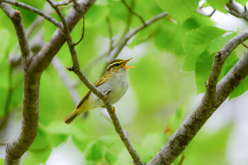 Fototapeta premium 身近な公園や初夏の高原で出会える小さなかわいらしい野鳥、夏鳥のセンダイムシクイ