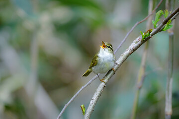 身近な公園や初夏の高原で出会える小さなかわいらしい野鳥、夏鳥のセンダイムシクイ