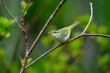 身近な公園や初夏の高原で出会える小さなかわいらしい野鳥、夏鳥のセンダイムシクイ