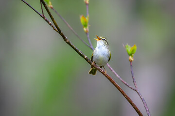 身近な公園や初夏の高原で出会える小さなかわいらしい野鳥、夏鳥のセンダイムシクイ