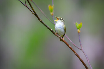 身近な公園や初夏の高原で出会える小さなかわいらしい野鳥、夏鳥のセンダイムシクイ