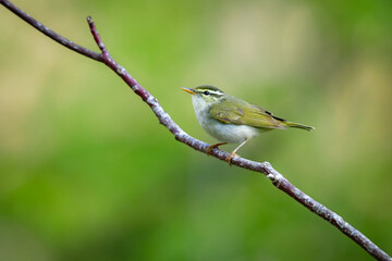 身近な公園や初夏の高原で出会える小さなかわいらしい野鳥、夏鳥のセンダイムシクイ