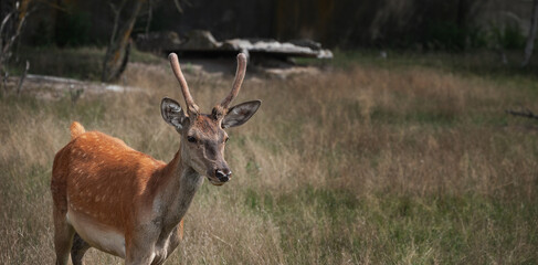 young deer in the wild nature of Ukraine