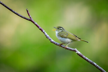 身近な公園や初夏の高原で出会える小さなかわいらしい野鳥、夏鳥のセンダイムシクイ