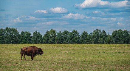Bison in the wild in Ukraine, Eastern Europe