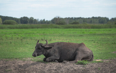 bull in the wild nature of Ukraine
