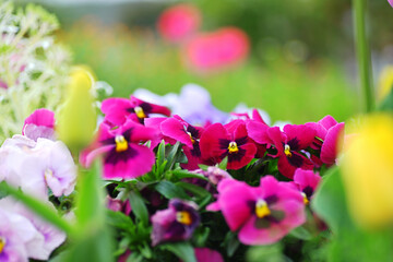 パンジー　pansy