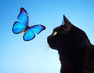 Black cat and vibrant blue butterfly