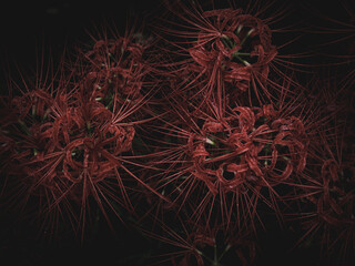 雨上がりの曼珠沙華　埼玉県日高市巾着田