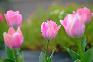 チューリップ　tulip