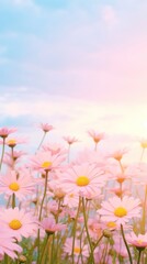 Field of daisy landscape sky outdoors.