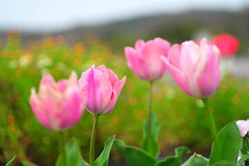 チューリップ　tulip