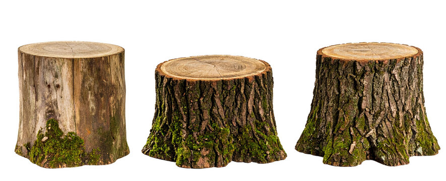 Set of stumps with moss isolated on a transparent background.