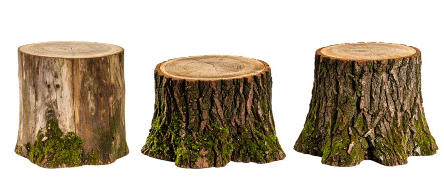 Set of stumps with moss isolated on a transparent background.
