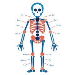 Human Skeleton Medical Anatomy Vector