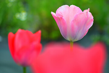 Naklejka premium チューリップ tulip