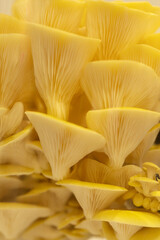 Yellow oyster mushrooms with delicate gills showcasing natural textures and vibrant colors
