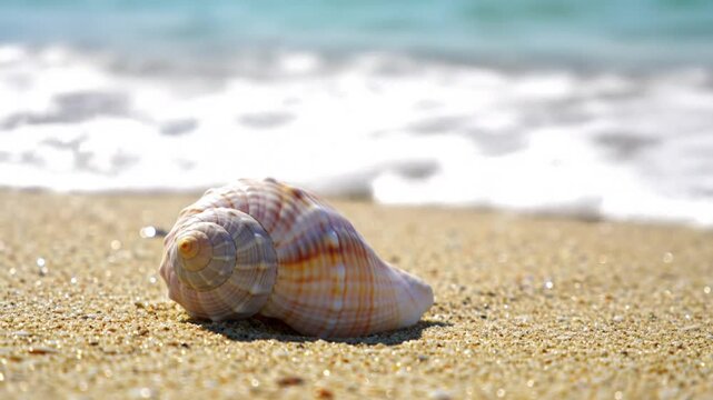 shell on the beach