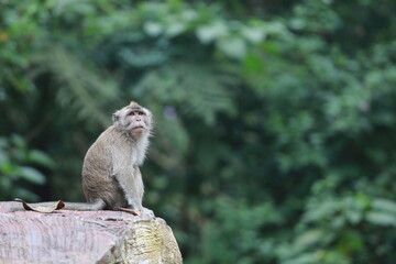 a Monkey Sitiing in the stone with Forest Bluring Background