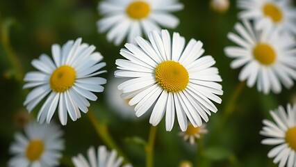 Obraz premium Close-up of fresh daisies with a soft green backdrop, natural light enhancing their delicate beauty.