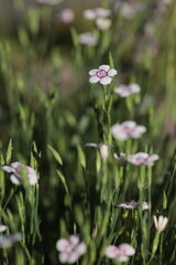 Fototapeta premium 花壇に咲くヒメナデシコ